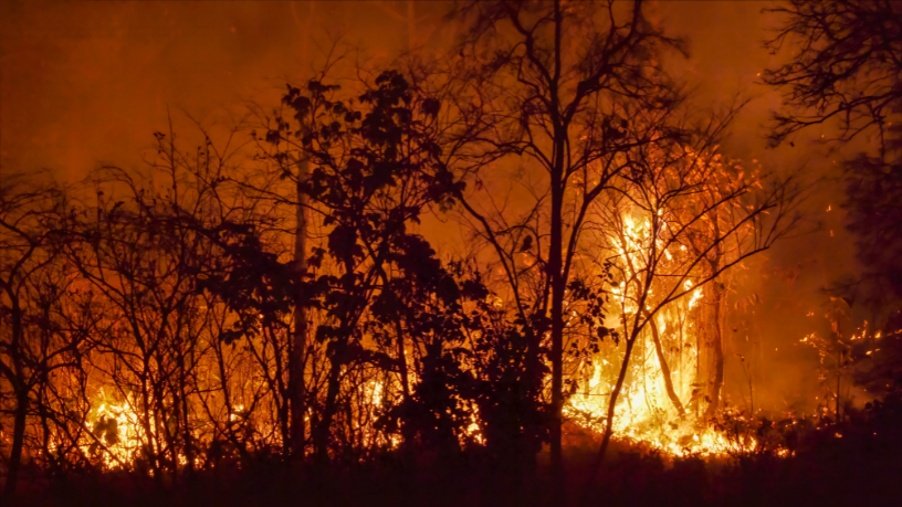 O Instituto Econacional reforça que enfrentar queimadas e desmatamento é essencial para saúde pública e ambiental.